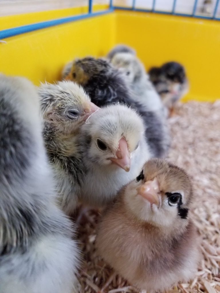 Chickens (& Eggs) for Sale Two Pots Farm