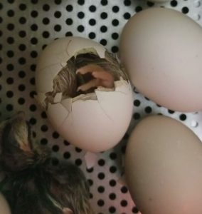 Bantam chick hatching