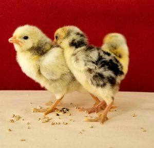 Silver Spangled Hamburgh chickens for sale