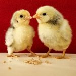 Chicks & Hatching Eggs for Sale (March 2026)