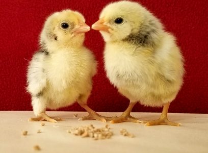 Chicks & Hatching Eggs for Sale (March 2026)